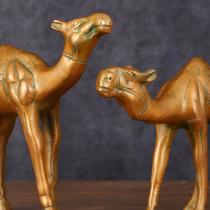 Brass Superfine Pair of Camel Vastu Recommended - 7" Tall